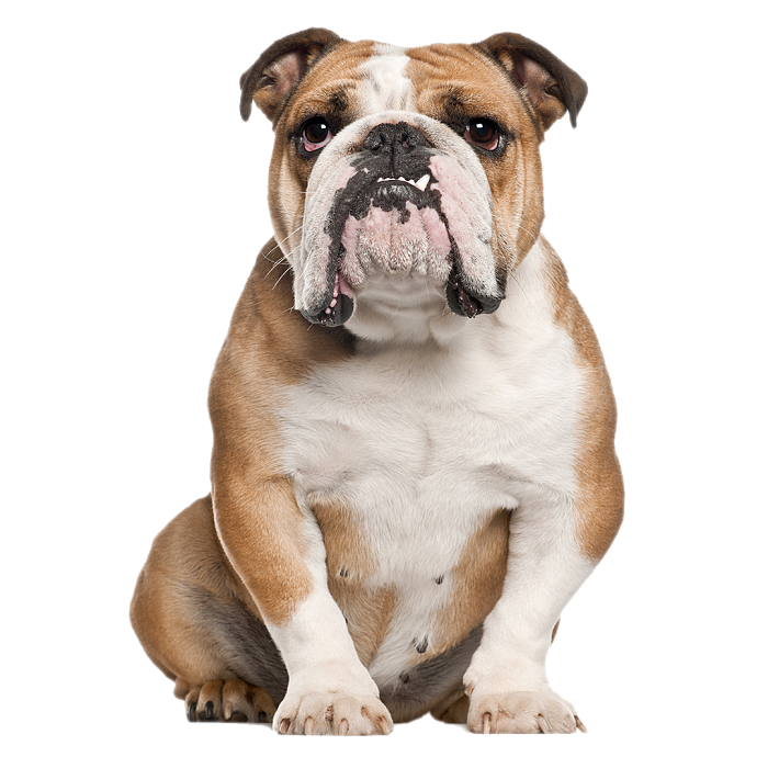 Английский бульдог